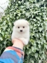 Померан мини момиче. Померанче, снимка 5
