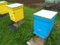 Пчелни семейства, снимка 1 - Стоки за пчели - 45579030
