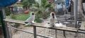 гълъби монахини салтинети, снимка 1