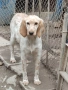 Английски сетер , снимка 2