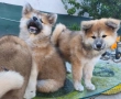 Бебета Акита Ину, снимка 7