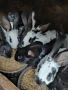 продавам зайци , снимка 3