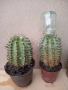 Кактус, снимка 4