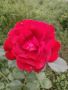 Червена роза храст, снимка 1 - Градински цветя и растения - 45978049