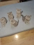 Британски късокосмести котета, снимка 2