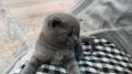 Клепоухо шотландско коте, снимка 1 - Британска късокосместа - 45953265
