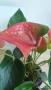 Антуриум , снимка 4