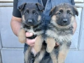 Немски овчарки мъжки и женски, снимка 3