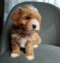 Shih poo/Mini poodle , снимка 4