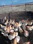 петли гледани свободни, снимка 1 - Кокошки и пуйки - 45582878