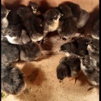 Пилета Австралорп, снимка 2 - Кокошки и пуйки - 45694017