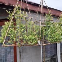 Вариегатна японска върба с геометрично оформление, снимка 16 - Градински цветя и растения - 45387000