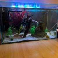 50 литров аквариум, снимка 2 - Аквариуми - 45388118