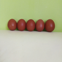 Яйца от Маран , снимка 1 - Кокошки и пуйки - 44993606