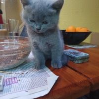 Продавам малки котета Британки , снимка 2 - Британска късокосместа - 45525339