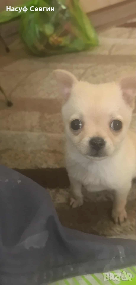 Чихуахуа на 2 месеца мъжко. Остана 1, снимка 1