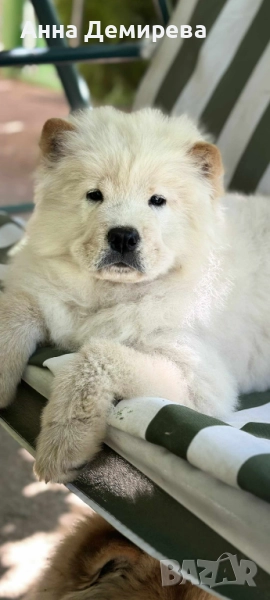 Чау-Чау, снимка 1