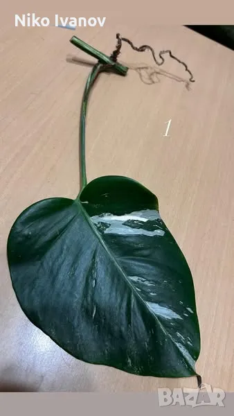 Monstera Albo variegata, снимка 1