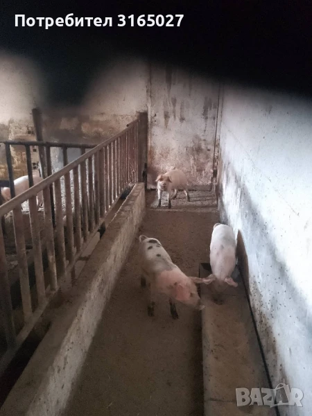 Продавам малки прасенца, снимка 1