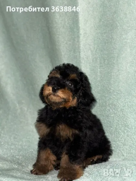 Той пудел, снимка 1