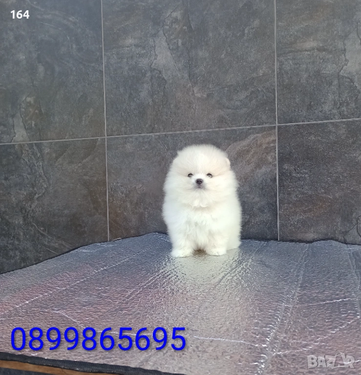 Мъжки мини Померан. Реални снимки от 19.01.26 г. , снимка 1