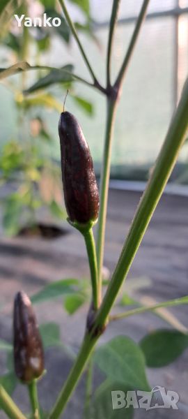 Люти чушлета Peperoncino Adorno / Purple Jalapeno, снимка 1