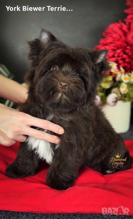 Йоркширски Териер! Шоколадови бебе - най- добър приятел за семейство с деца! Доставка , снимка 1