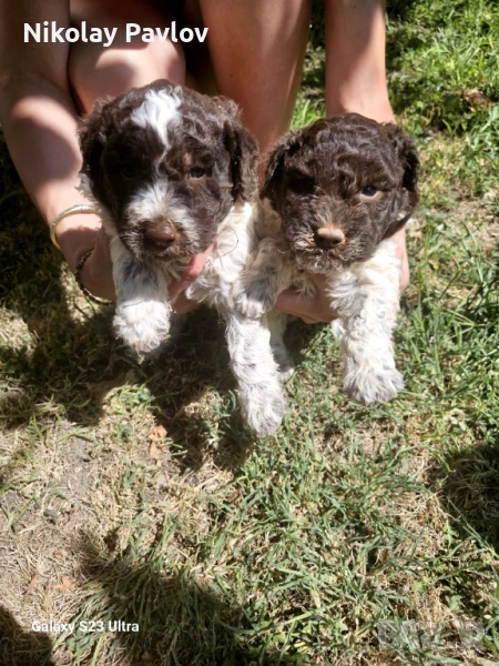 Кученце лагото раманьоло , снимка 1