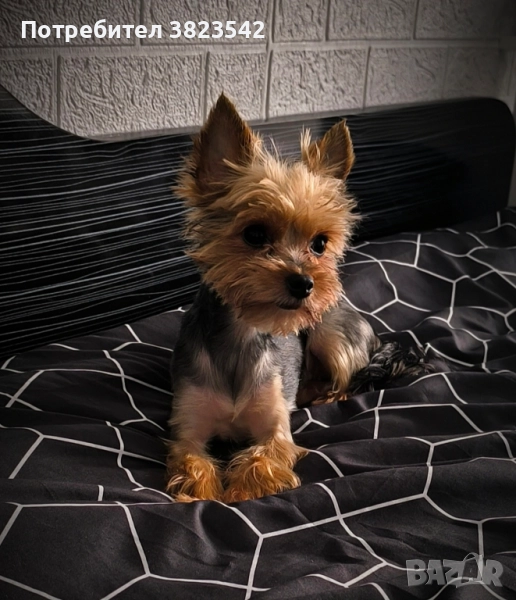 Йоркширски териер (женски), снимка 1