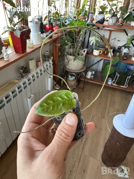 Hoya inflata с цветонос, снимка 1