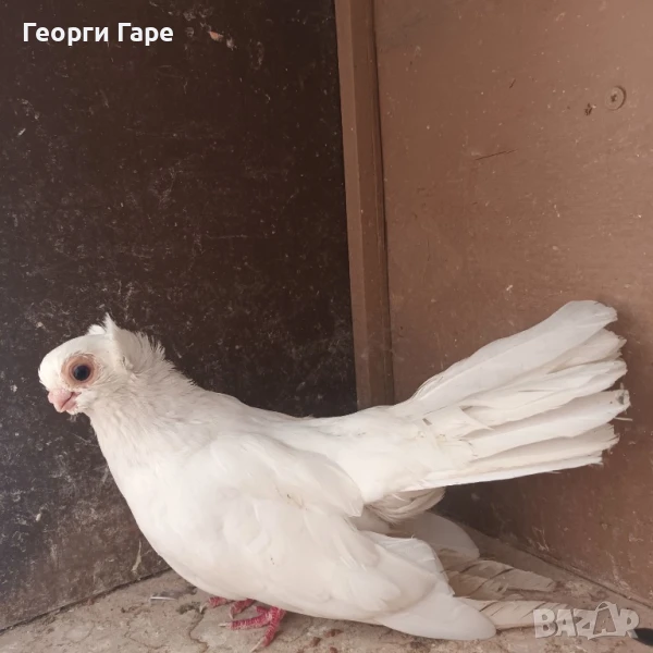 Кюстендилски качулат , снимка 1