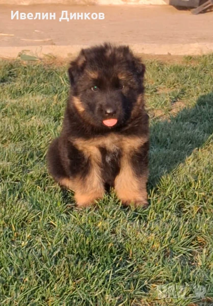 Немска овчарка с дълъг косъм , снимка 1