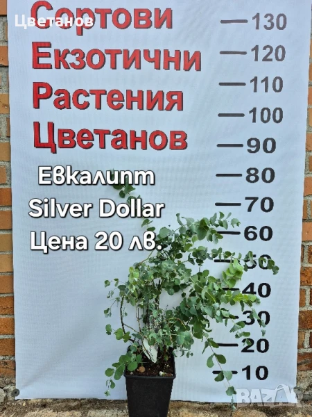 Евкалипт Silver Dollar, снимка 1