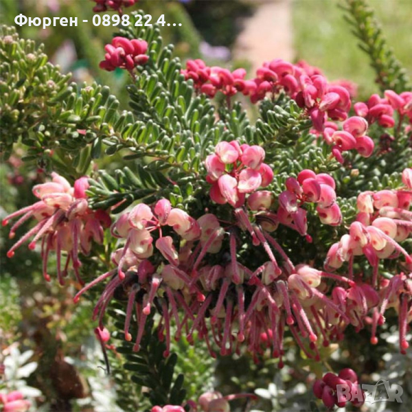 Гревилия (Червен паяк) Гревилея (Grevillea Mount Tamboritha), снимка 1