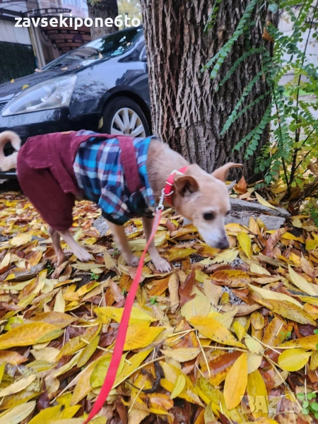 🐾Търся си приятелка 🐾, снимка 1