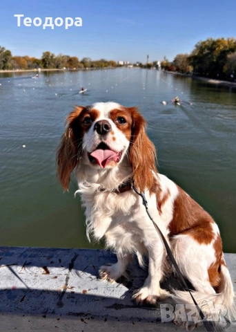 Кавалер Кинг Чарлз Шпаньол за разплод 