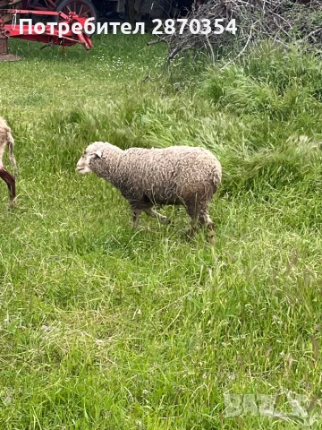 Ил Дьо Франс, снимка 3 - Овце - 50585537