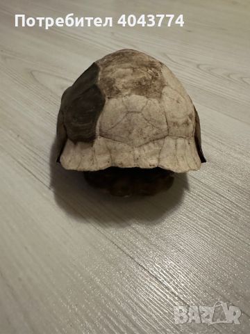 Черупка от костенурка, снимка 2 - Антикварни и старинни предмети - 45179696