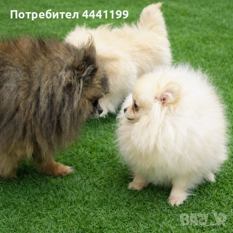 Свободни момичета на 7месеца търсят своите нови спопани!❤️🐶, снимка 5 - Померан - 53656884