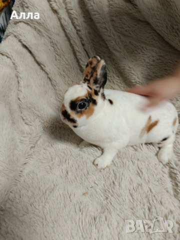 Зайчета порода рекс , снимка 2 - Декоративни зайчета - 53892422