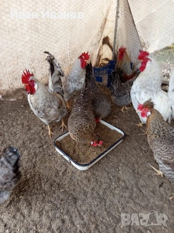Два петела Легбар, снимка 2 - Кокошки и пуйки - 53240963