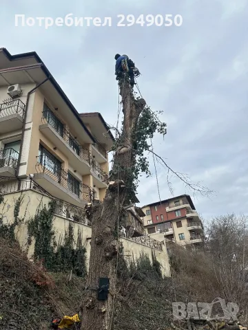 Премахване и кастрене на опасни дървета, снимка 10 - Други услуги - 49334998