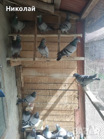 Спортни гълъби, снимка 3 - Гълъби - 54015077
