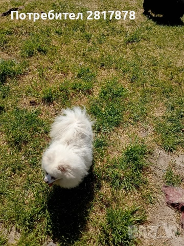 мини шпиц померан , снимка 4 - Померан - 54297697