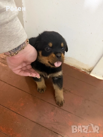 Бебета Ротвайлери, снимка 4 - Ротвайлер - 52865392