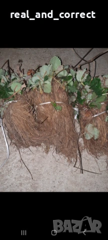 ВЪЛШЕБЕН Целогодишен Разсад Корени - Ягоди и Малини, снимка 5 - Разсади - 53687906