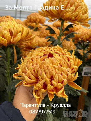 Хризантема разсад за юни месец!!
