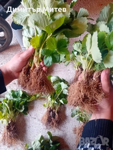 Разсат ягоди , снимка 6 - Разсади - 51749933