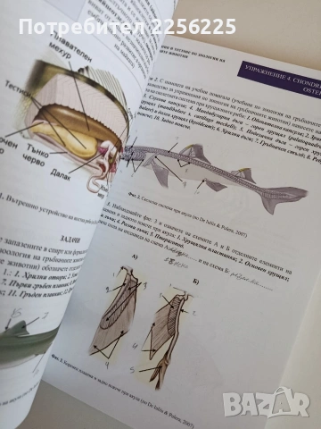 Ръководство за упражнения и тестове по зоология на гръбначните животни, снимка 2 - Специализирана литература - 53862839
