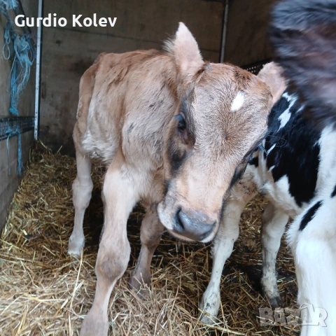 Одбити мъжки Телета 